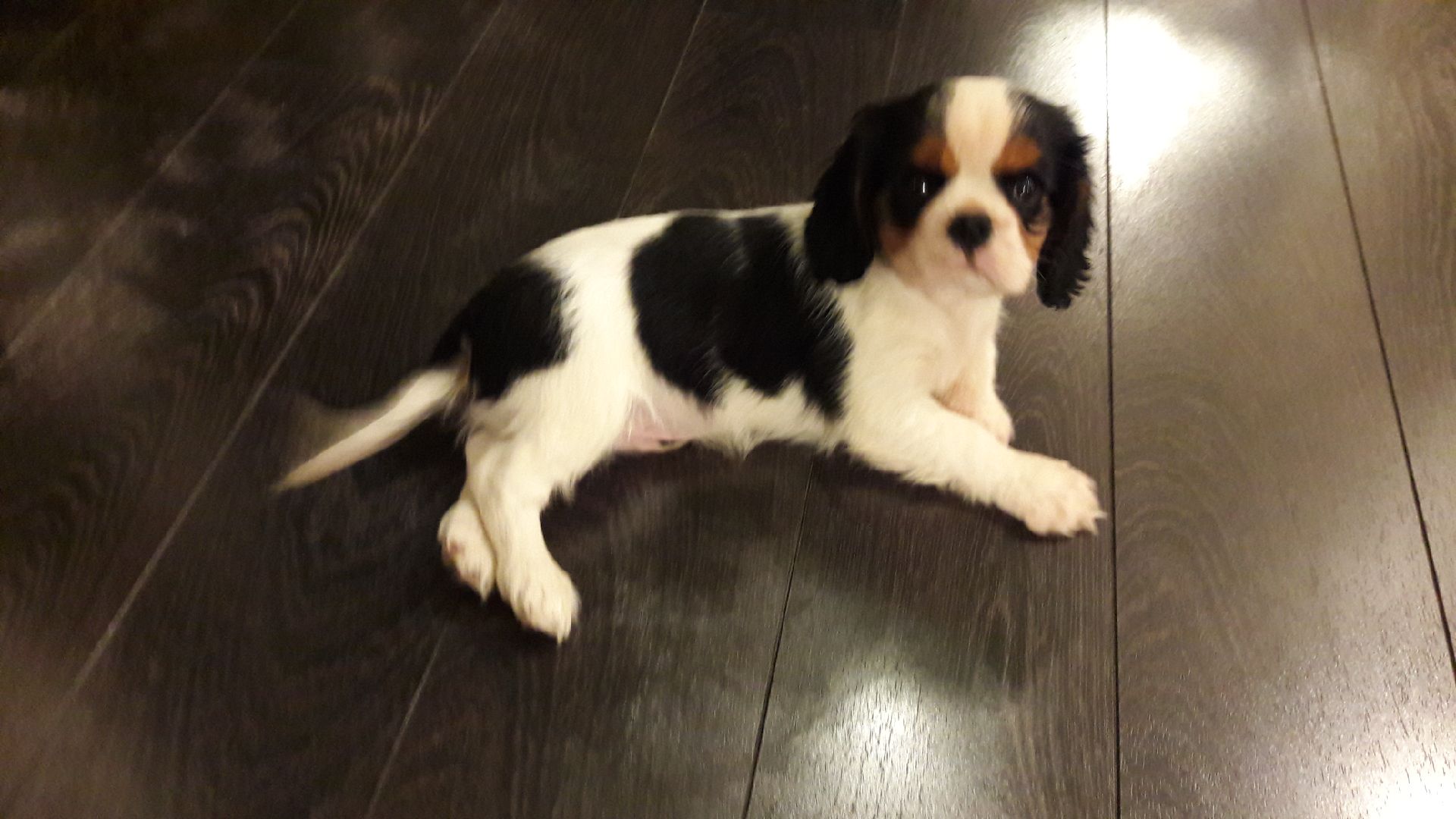 Cavalier king charles